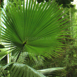 Семена пальмы комнатной «Вашингтония нитеносная» / Washingtonia filifera, ТМ «Агропак» - 5 семян