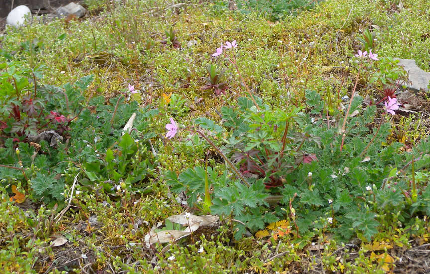Аистник цикутовый (лат. Erodium cicutarium)