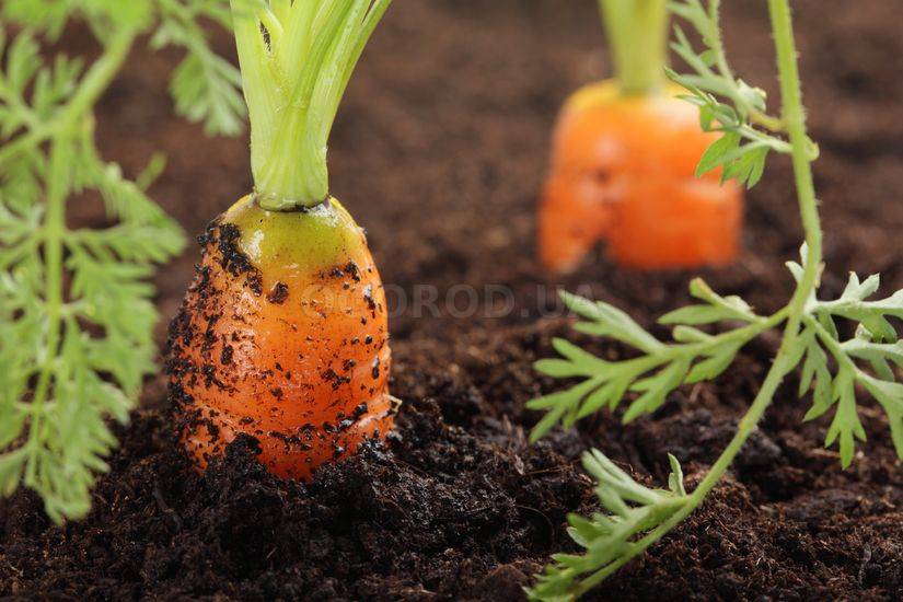 Осенний(подзимний) посев моркови