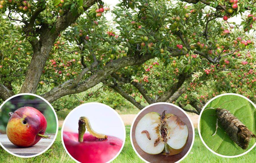 Яблонная плодожорка: как защитить сад от опасного вредителя