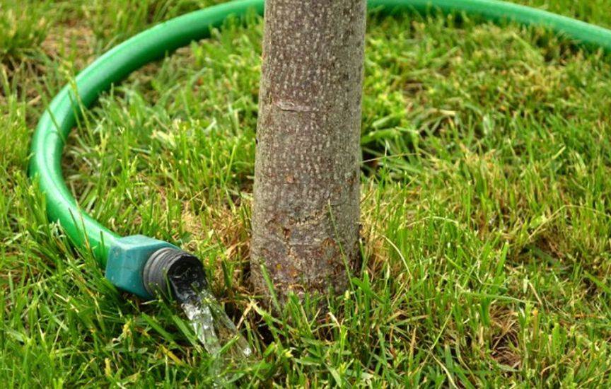 Как правильно поливать деревья и кусты в саду