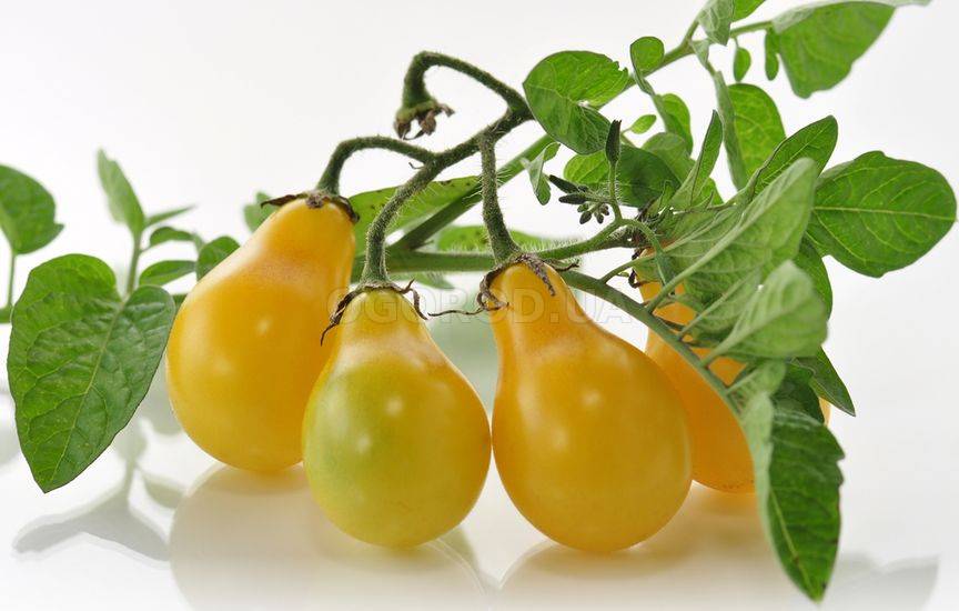 Как увеличить урожай помидоров в 3 раза