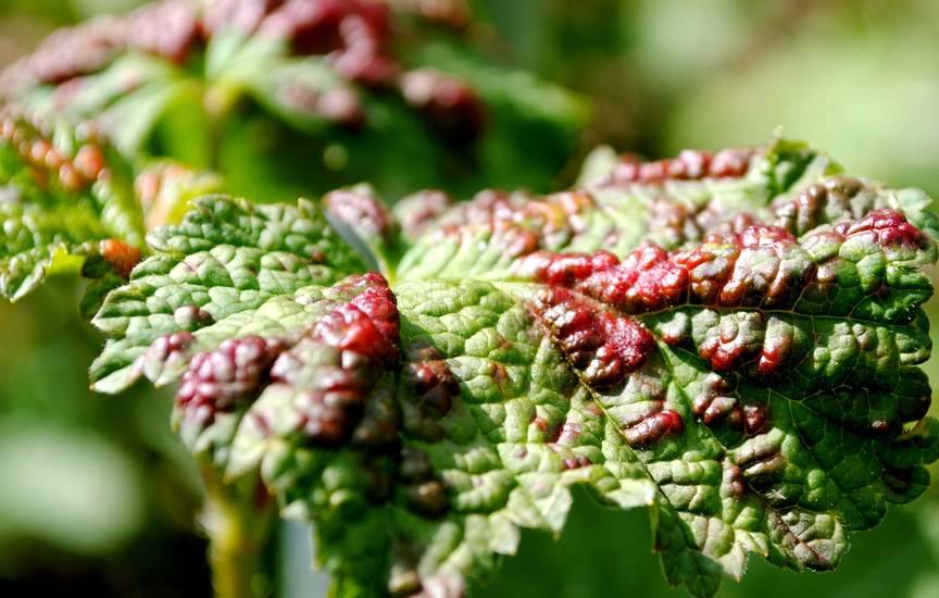 Красные пятна на листьях смородины: почему появляются и как избавиться