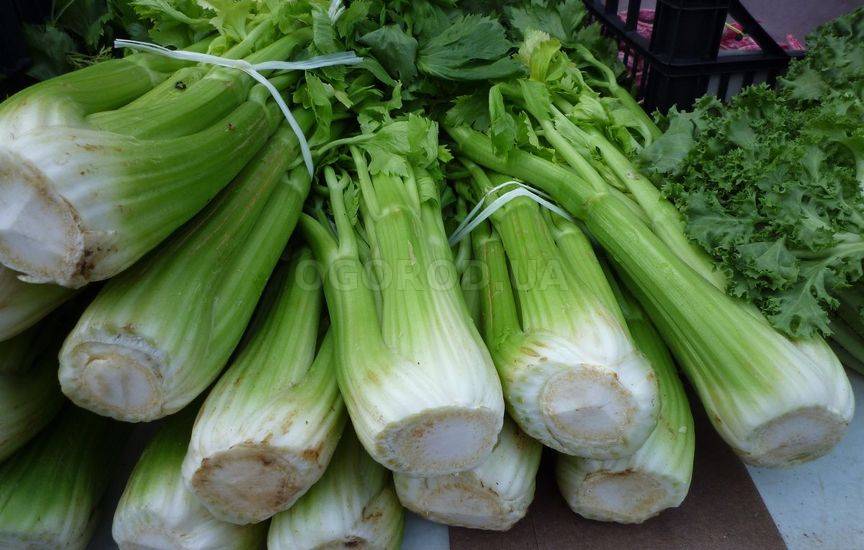 Сельдерей (celery)