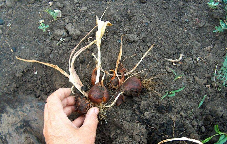 В чем хранить семена и выкопанные луковицы