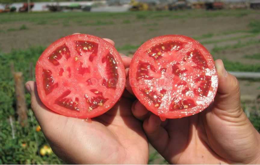 Как самостоятельно заготовить семена томатов