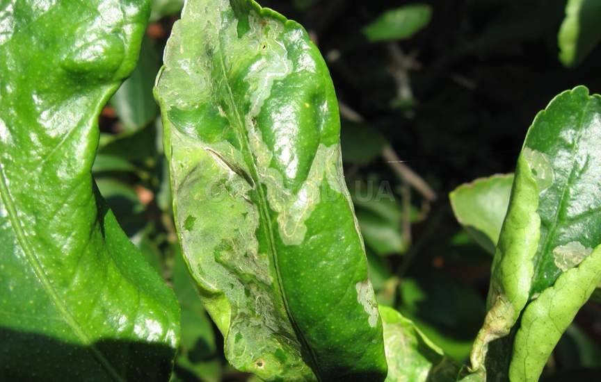 Курчавость листьев: причины, симптомы и меры борьбы