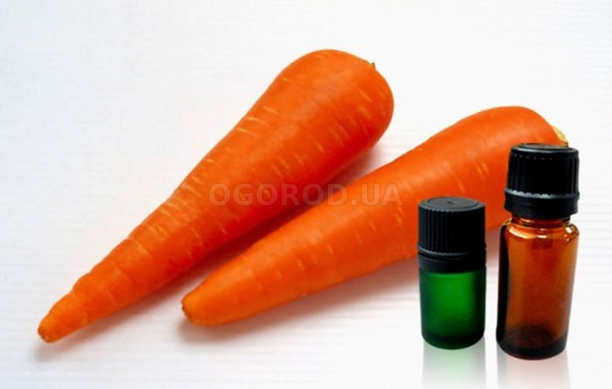 Эфирное масло семян моркови