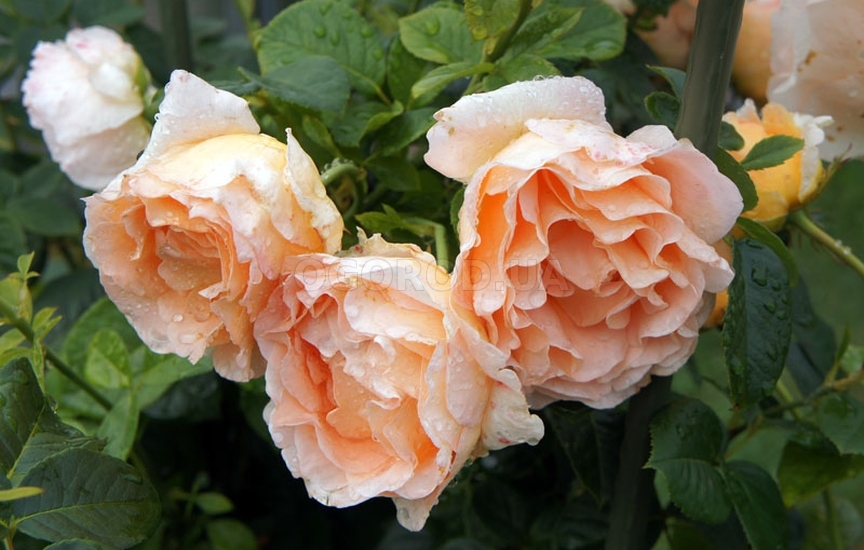 Роза - описание, популярные сорта и выращивание