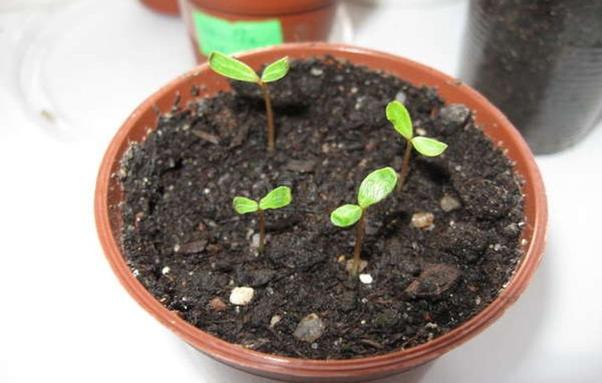 Выращивание рассады катарантуса из семян