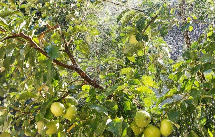 Правильно организованный полив способен повысить урожайность яблонь