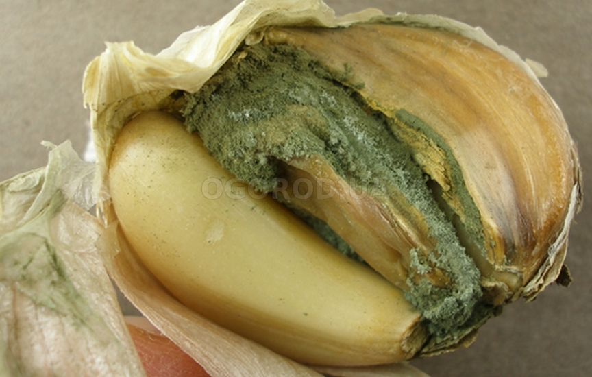 Зелёная плесень чеснока (пенициллёз)