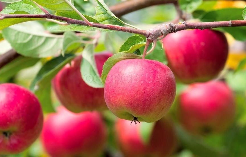 Секреты хорошего урожая яблок