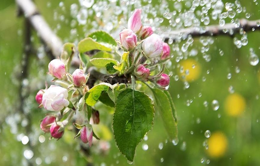 Яблоню и грушу обильнее поливают в мае-июле