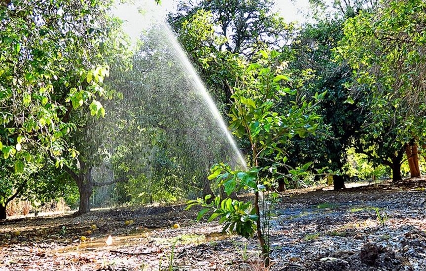 Сколько воды для полива нужно плодовым деревьям