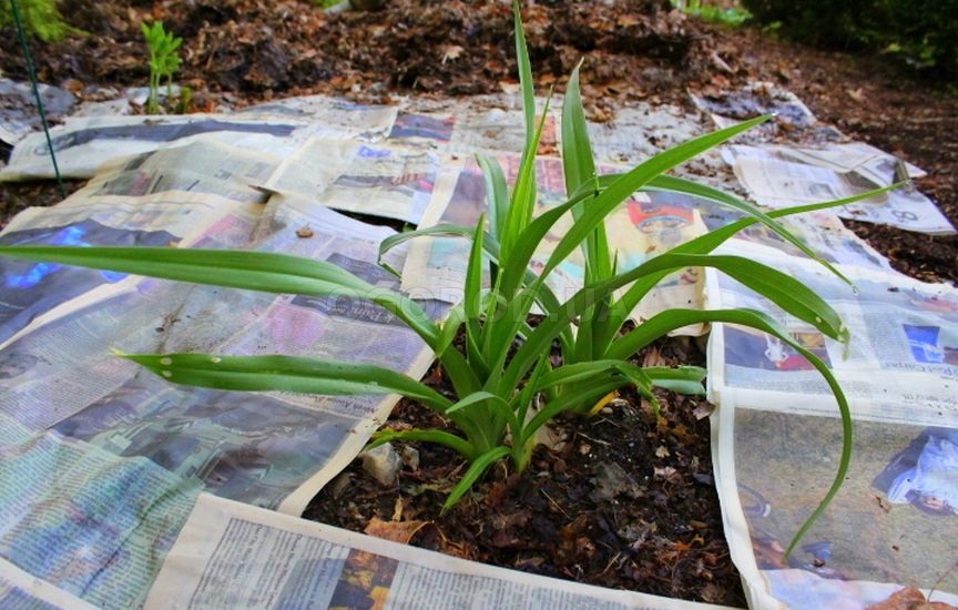 Как подавлять сорняки с помощью газеты