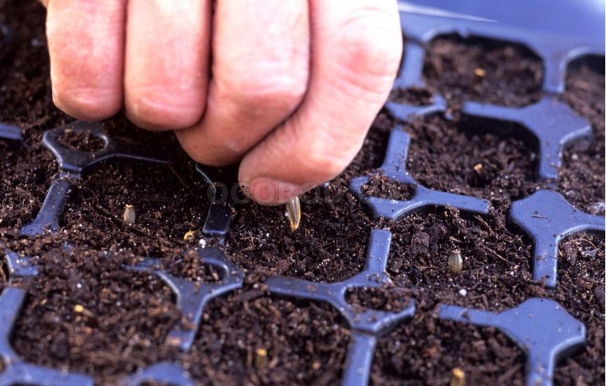 Как выращивать георгины из семян