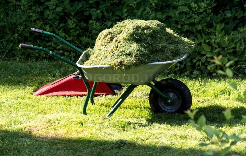 Скошенная газонная трава подойдёт для мульчирования