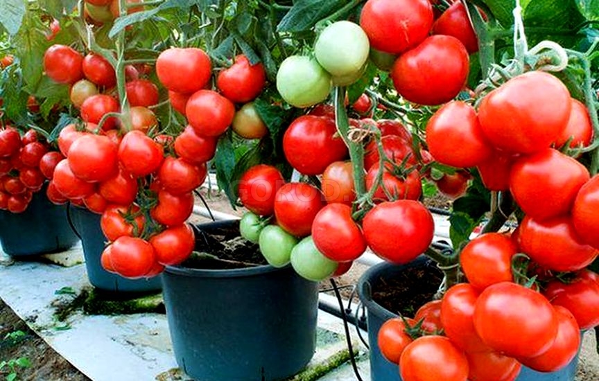 Огородники выращивают помидоры в ведре