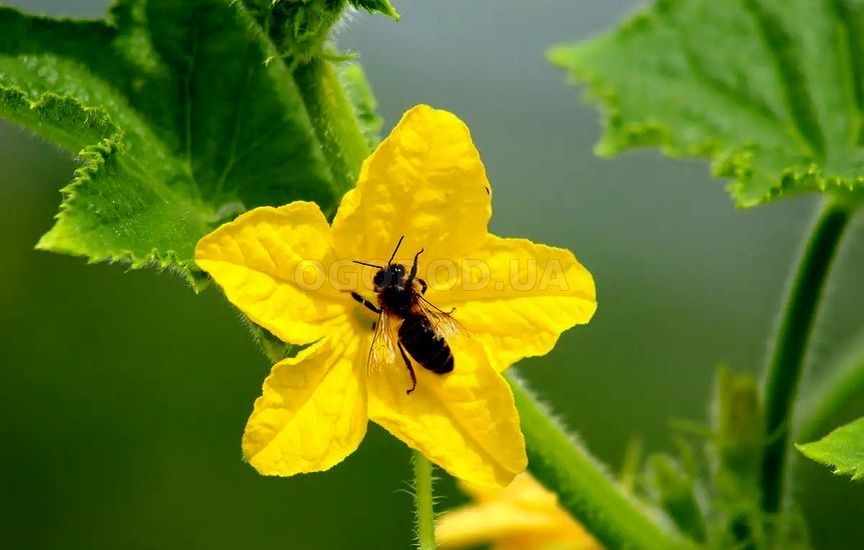 Огурцы пчелоопыляемые и партенокарпические