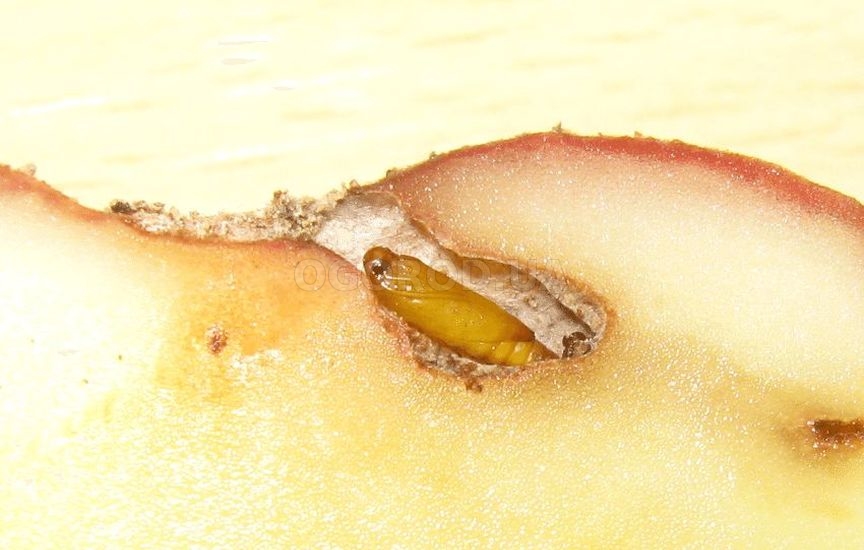 Картофельная моль - «Phthorimaea operculella»