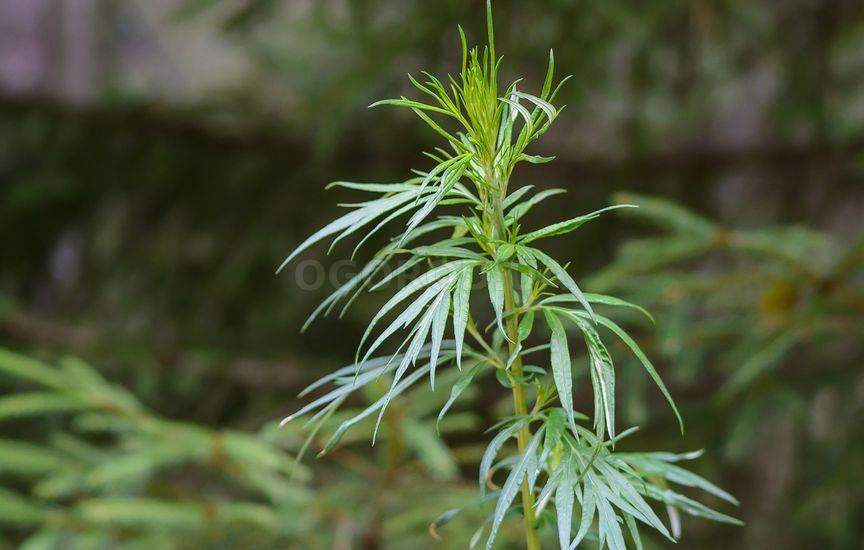 Полынь обыкновенная (Artemisia vulgaris) - основные показания к примен