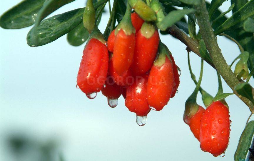 Годжи – целебная ягода, полезные свойства