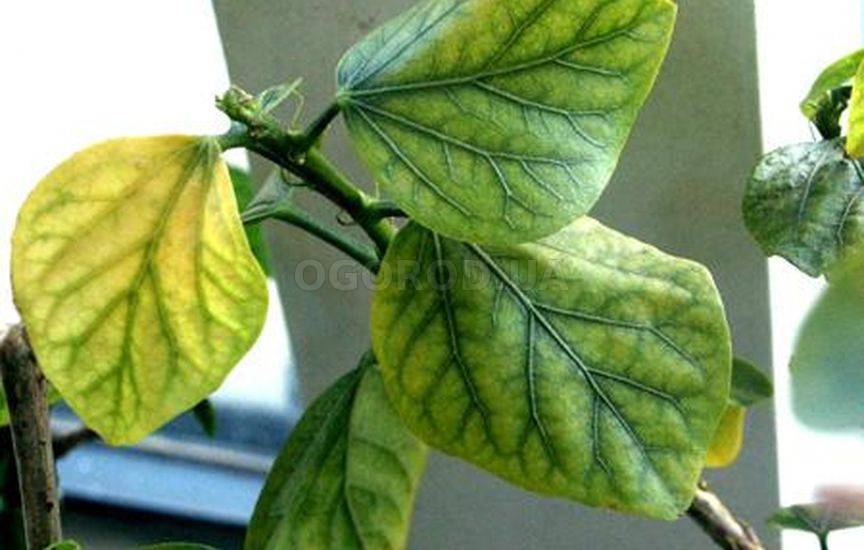 Хлороз листьев: виды, причины, методы устранения