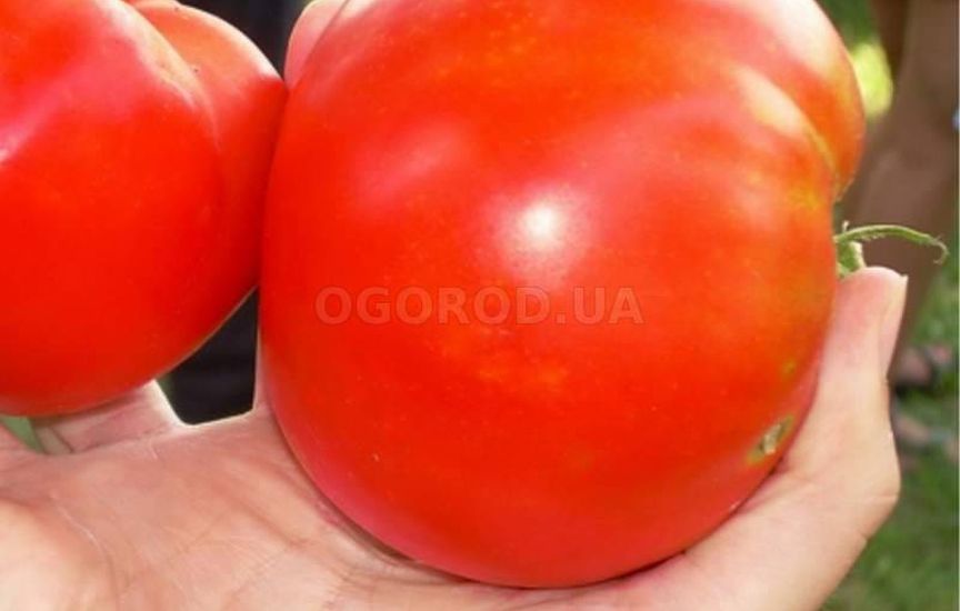 Раннеспелые низкорослые томаты - самые урожайные сорта для отрытого гр