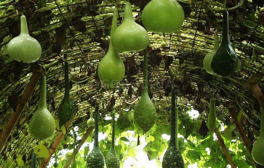 Лагенария или Горлянка - выращивание овоща