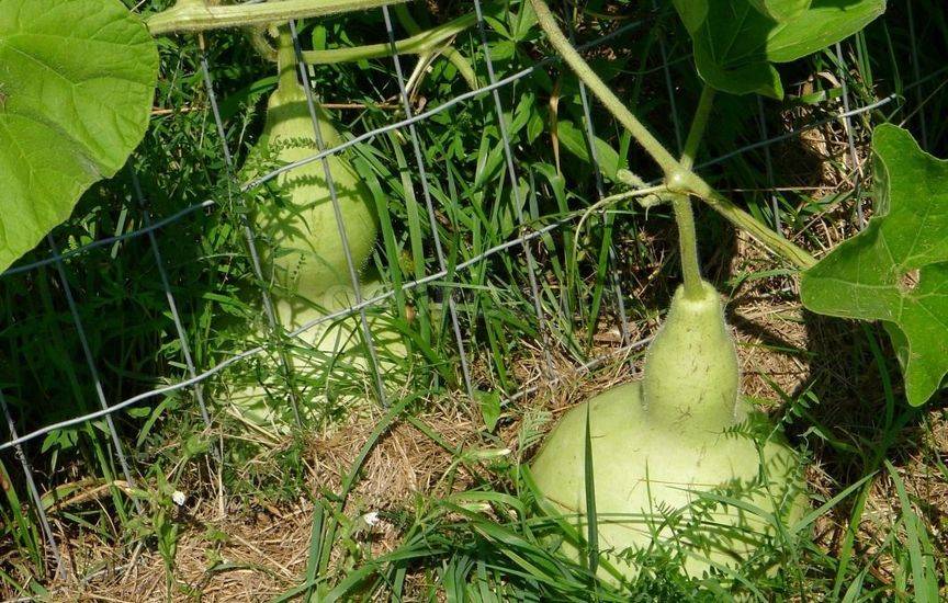Лагенария или Горлянка - выращивание овоща