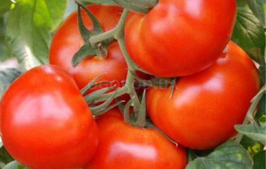 Раннеспелые низкорослые томаты - самые урожайные сорта для отрытого гр