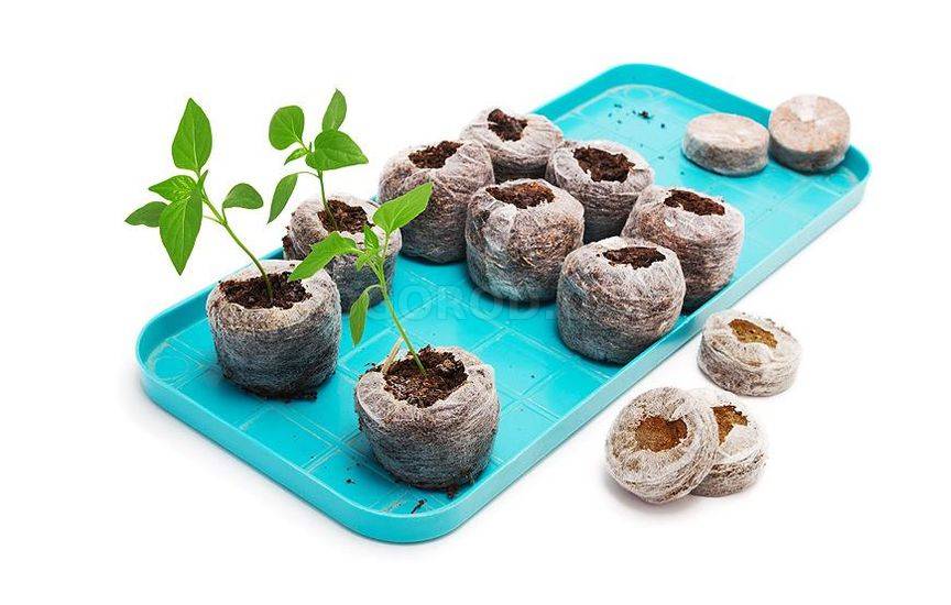 Выращивание рассады перца в торфяных таблетках