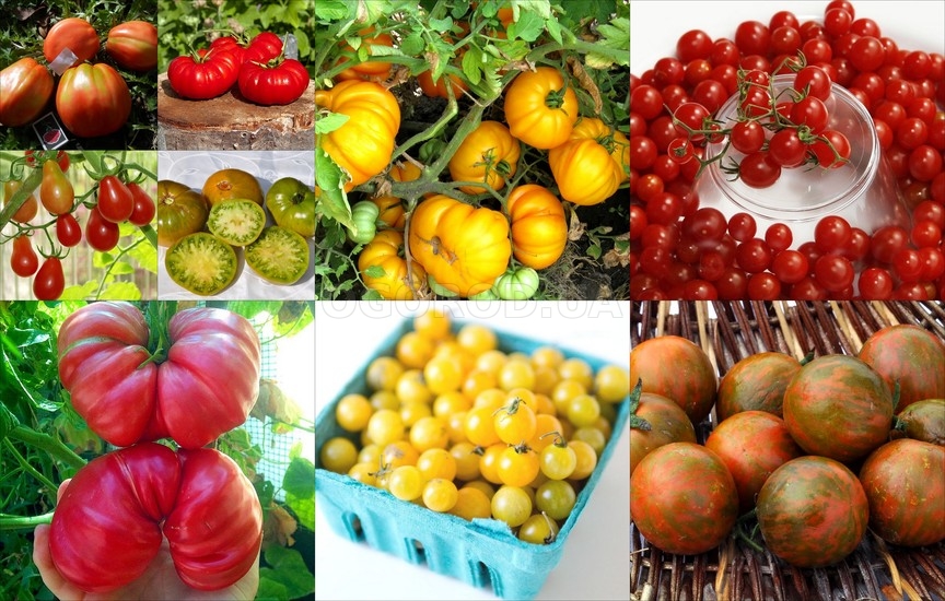 Акция 50% скидки на семена коллекционных томатов