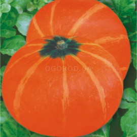 Семена тыквы «Мандаринчик», ТМ OGOROD - 50 семян