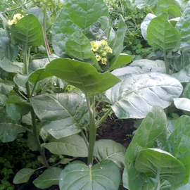 Семена табака «Махорка Украинская», ТМ OGOROD - 300 семян