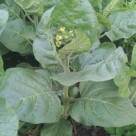 Семена табака «Midewivan Sacred» (Перуанский Мопачо), ТМ OGOROD - 300 семян