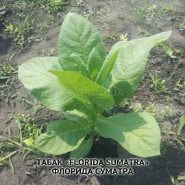 Семена табака «Florida Sumatra» (Флорида Суматра), ТМ OGOROD - 300 семян