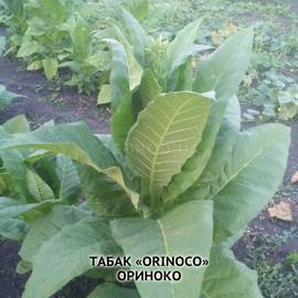 Семена табака «Orinoco» (Ориноко), ТМ OGOROD - 300 семян
