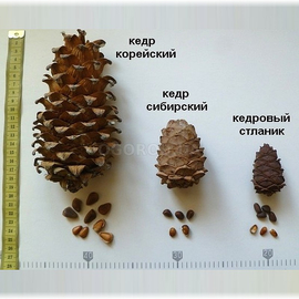 АКЦИЯ - Семена кедра корейского / Pinus koraiensis, ТМ OGOROD - 5 семян