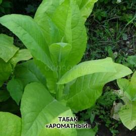Семена табака «Ароматный» (сигарный), ТМ OGOROD - 30 000 семян