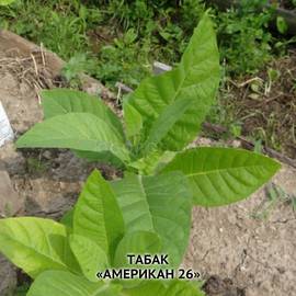 Семена табака «Американ-26», ТМ OGOROD - 30 000 семян