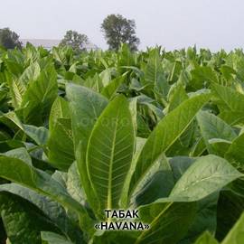 Семена табака «Havana» (Гавана), ТМ OGOROD - 30 000 семян
