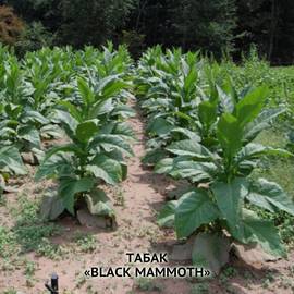 Семена табака «Black mammoth» (Черный мамонт), ТМ OGOROD - 30 000 семян