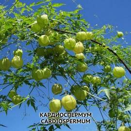 Семена кардиоспермума, ТМ OGOROD - 5 семян
