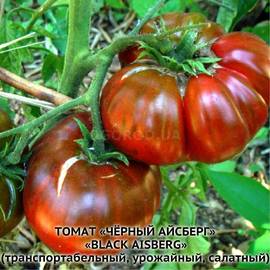 Семена томата «Black aisberg» (Чёрный айсберг), серия «От автора» - 10 семян