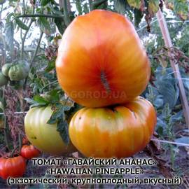 Семена томата «Hawaiian Pineapple» (Гавайский ананас), серия «От автора» - 10 семян
