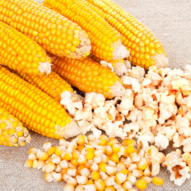 Семена кукурузы попкорн «Желтый», ТМ OGOROD - 10 грамм