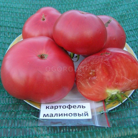Семена томата «Картофельный малиновый», TM OGOROD - 200 семян