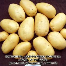 Клубни картофеля «Жемчужина Полесья», ТМ «ЧерниговЭлитКартофель» - 0,5 кг